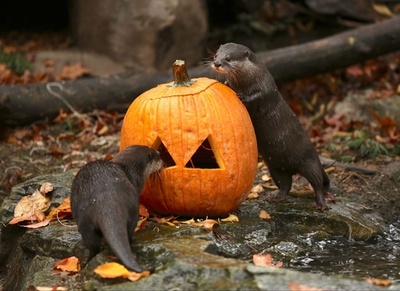 動物たちもハロウィーンパーティー！ 米シアトルの動物園