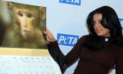 PETAの創立10周年記念カレンダー、着衣のインド女優が発表