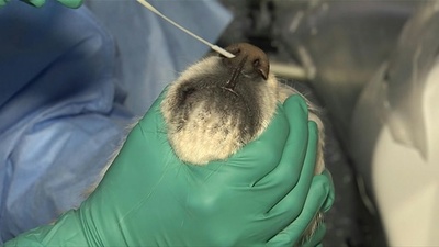 動画:ソウル市、有症状のペットのコロナ検査提供開始