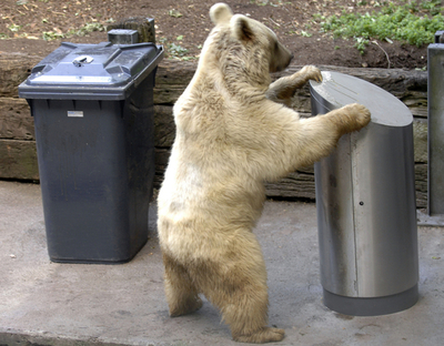 「クマが餌をあされない」ごみ箱、スイスで開発