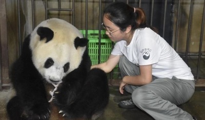 秦嶺パンダの「ヤヤ」、双子を出産 中国