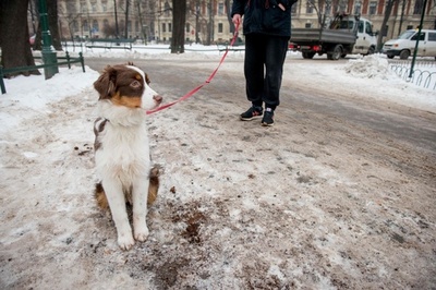 茶色のエコな融雪剤はコーヒーかす、砂や塩の代わり ポーランド