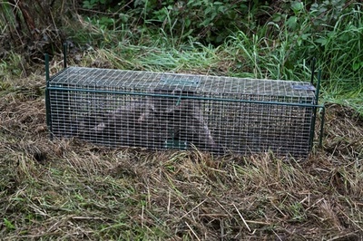 外来種アライグマとの闘い、根絶にはもはや手遅れ ベルギー