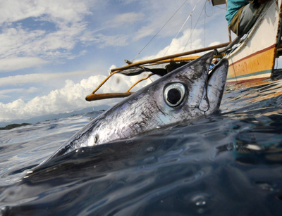 インドネシア大統領｢海洋環境の破壊は死活問題｣、世界海洋会議