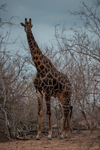 キリンに襲われ死亡、撮影中の映画製作者 南ア