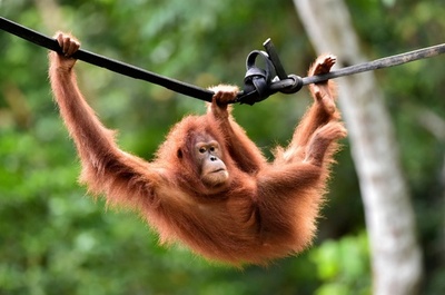 村人のペットだったオランウータン 野生に戻る インドネシア