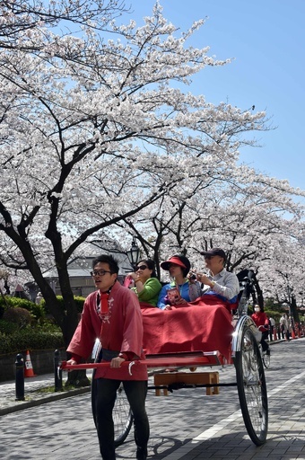 都内で桜見ごろ、花見客で賑わい
