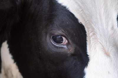 世界初の「人工肉」バーガー、今秋に製造開始 オランダ科学者