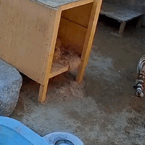 2月18日午後4時15分ごろ、ソウル大公園猛獣舎A棟内部放飼場で争うミホとクムガン＝ソウル市議のイ・ヨンシル氏提供(c)news1