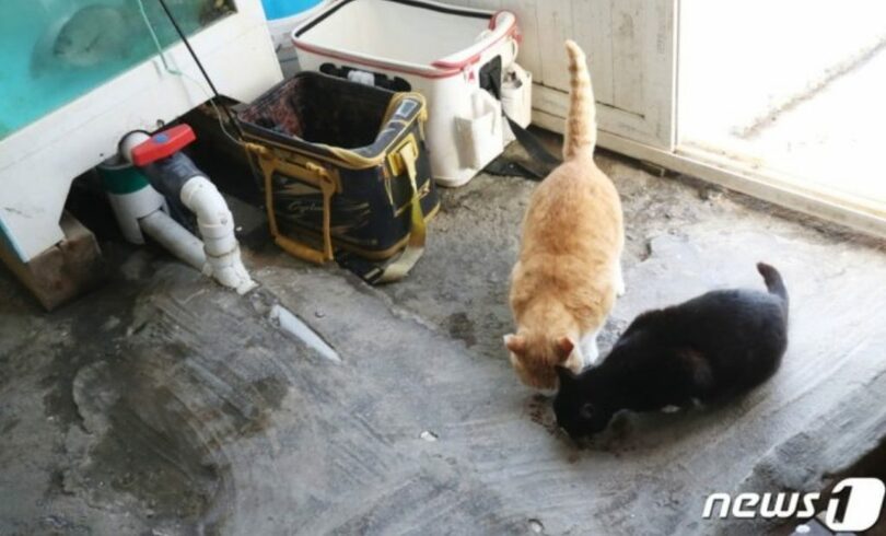 2月27日、エサを食べる馬羅島の猫(c)news1