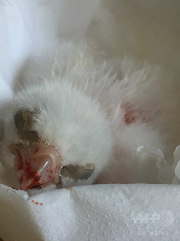 盗まれた希少ハヤブサの卵を保護、ひなも誕生 チリ