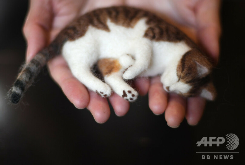 ふわふわ羊毛で作る うちの子 フェルト猫教室に集う愛猫家たち 写真12枚 国際ニュース Afpbb News