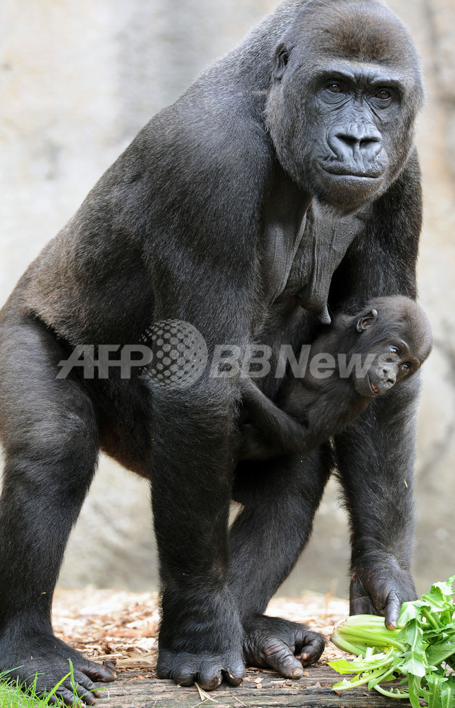 人類のdna 15 はチンパンジーよりゴリラ寄り 定説覆す研究結果 写真2枚 国際ニュース Afpbb News