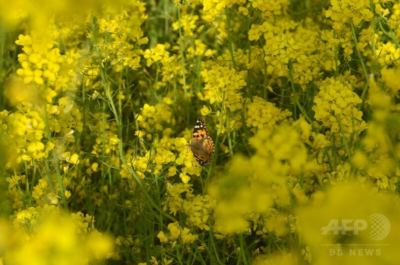 一面の黄色いじゅうたん、印カシミール地方でカラシナが満開