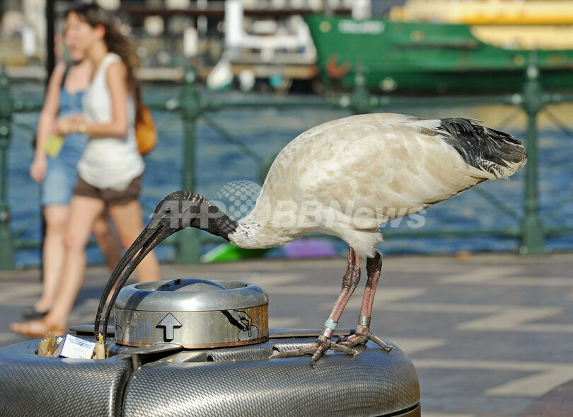 ごみ箱あさるトキ・・・わが物顔の野鳥たちが悩みの種に、豪シドニー