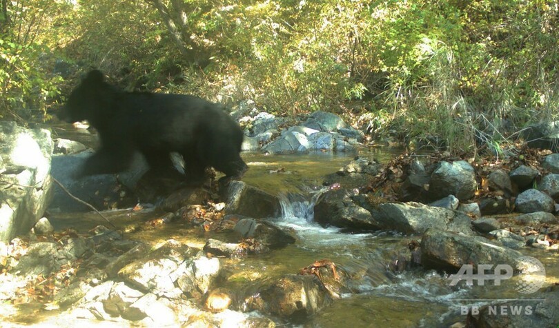 南北非武装地帯でツキノワグマ発見、意外な「野生生物の楽園」