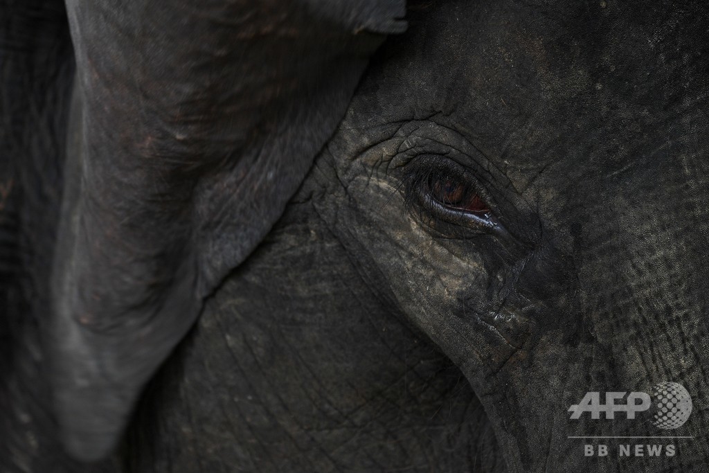 野生ゾウ1頭がトラックにはねられ死ぬ、マレーシア 野生ゾウ1頭がトラックにはねられ死ぬ、マレーシア