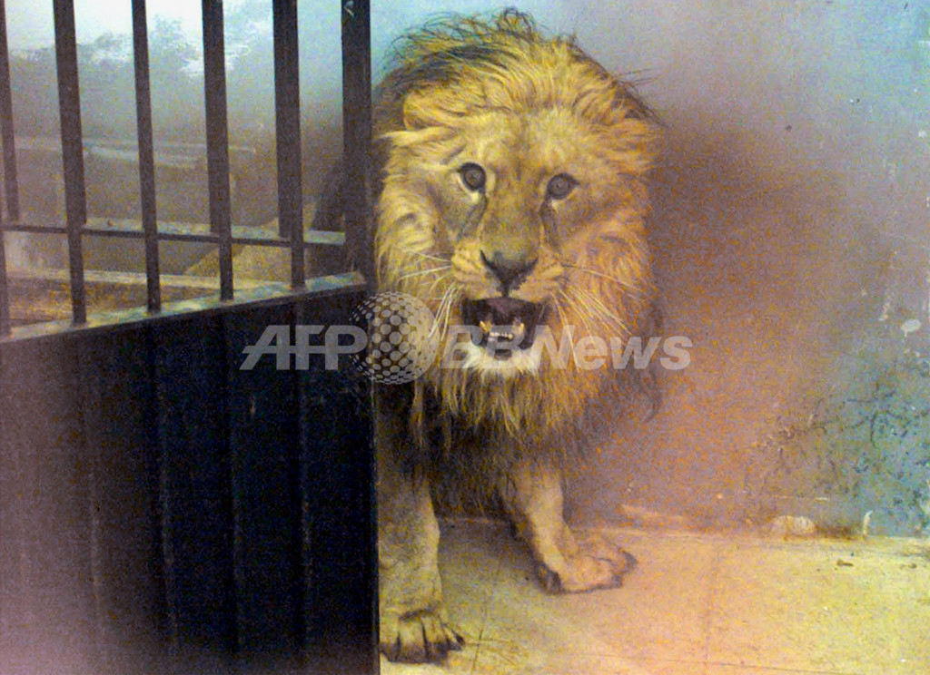 人食いライオンの毛皮 故郷ケニアへ返却されず 写真1枚 国際ニュース Afpbb News