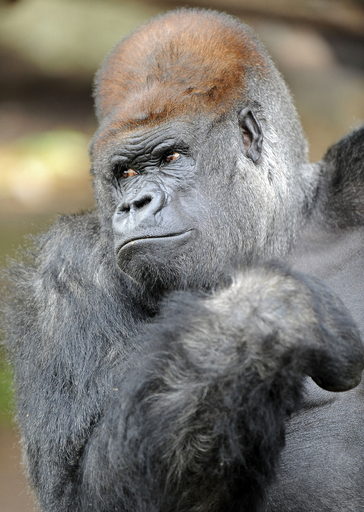 威厳たっぷり!? 32歳を迎えた雄ゴリラ 写真6枚 国際ニュース：AFPBB News