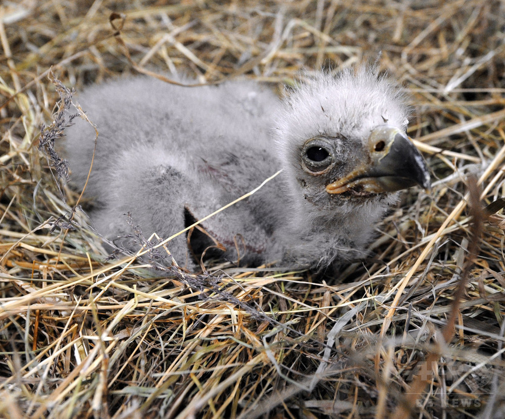 純銀メダル　アメリカ　ハクトウワシ 純銀メダル アメリカ ハクトウワシ ハクトウワシ | ナショナル