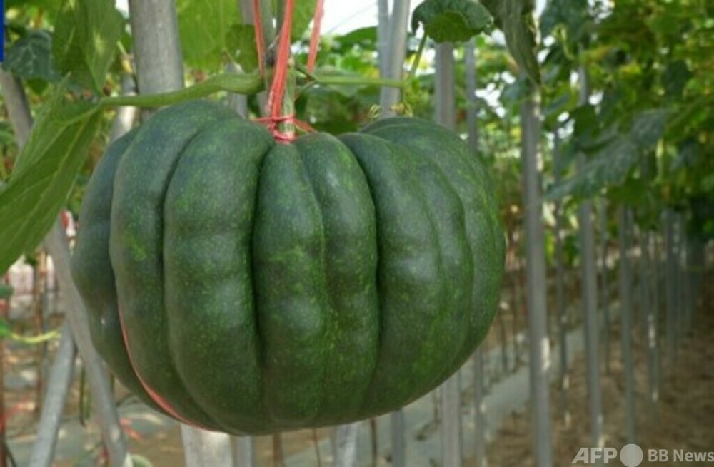 2026種子大会の農地実証品種展示会が中国海南島三亜で開催