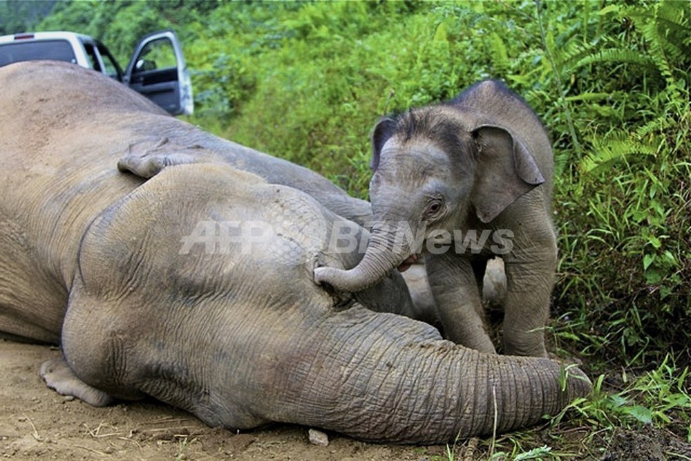 絶滅危惧のゾウ不審死、情報提供に報奨金150万円 マレーシア 写真8枚