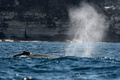 豪シドニー沖を泳ぐザトウクジラ（2008年6月25日撮影、資料写真）。(c)GREG WOOD / AFP