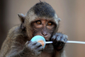 タイの首都バンコク（Bangkok）から北150キロのロッブリー（Lopburi）で29日、恒例の「モンキー・ビュッフェ（Monkey Buffet）」が行われ、4000キロ以上の果物や野菜などがサルたちに振舞われた。モンキー・ビュッフェは、同地域の観光促進イベントとして毎年行われているお祭り。

写真は、「モンキー・ビュッフェ」で振る舞われたキャンディーをなめるサル（2009年11月29日撮影）。(c)AFP/Pornchai KITTIWONGSAKUL