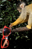 ロンドン動物園（ZSL London Zoo）で、サングラスに興味津々のボリビアリスザル（2011年4月7日撮影）。(c)AFP/BEN STANSALL