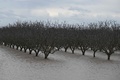 米カリフォルニア州トゥーレアリ郡で、冬の嵐により浸水した農地（2023年3月21日撮影）。(c)Patrick T. Fallon / AFP