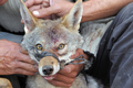 モロッコ北部Oued Jdidaで行われたジャッカル猟で、猟犬スルーギが捕まえたジャッカル（2008年10月11日撮影）。(c)AFP/ABDELHAK SENNA
