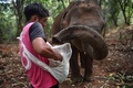 タイ北部チェンマイ県で、ゾウに餌をやるゾウ使い（2020年6月3日撮影）。(c)Lillian SUWANRUMPHA / AFP