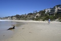米カリフォルニア州ラグナビーチに漂着したアシカ（2015年3月30日撮影）。(c)AFP/ROBYN BECK