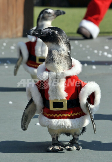 スパイス 　サンタペンギン ペンギンさん、サンタの衣装でクリスマスをPR 写真8枚 国際ニュース