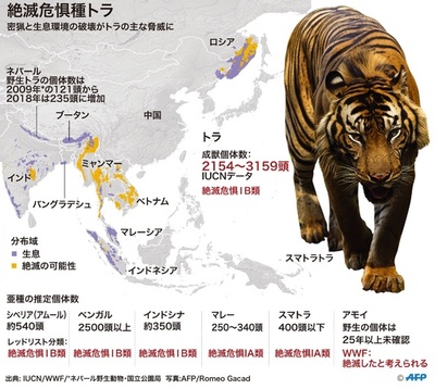 絶滅危機のトラ、6亜種のみ残存 研究で確認
