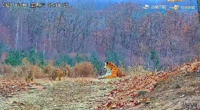 野生のトラの親子6頭の「一家団らん」が撮影される＝中国の国立公園