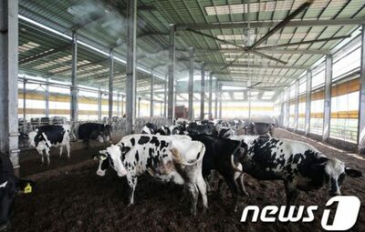 韓国の酪農業、揺れる…乳牛価格下落、生産量まで減少