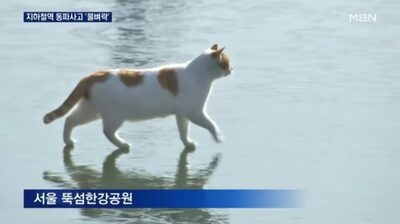 韓国・SNSを席巻した「凍った漢江を歩く猫」…撮影記者と3年越しの再会