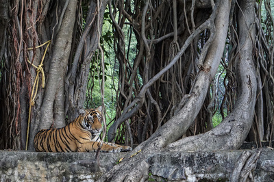 野生生物種の個体群の大きさ、50年で73％減少 WWF