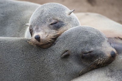 重なり合ってすやすや、ナミビアのオットセイ
