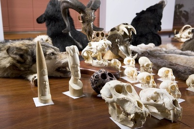 野生動物の頭骨など78点、隠し持っていた男が有罪 豪