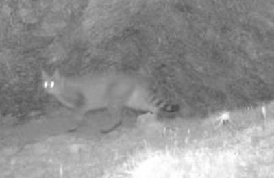 四川省九寨溝保護区 ハイイロネコ初めて発見