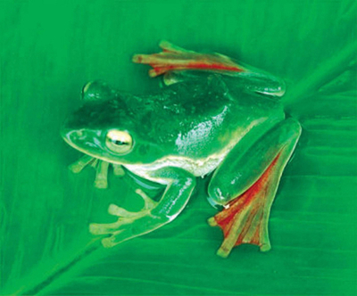 豊かな生態系誇る東部ヒマラヤ、気候変動などの危機に WWF報告