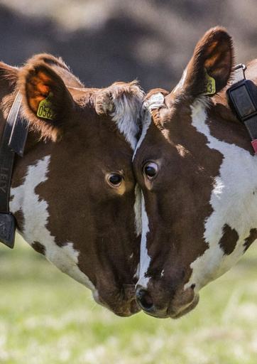 ようやく春、家畜の放牧シーズン到来 スウェーデン