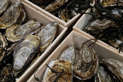 謎のカキ大量死、原因はウイルスと細菌の2段階攻撃 フランス研究