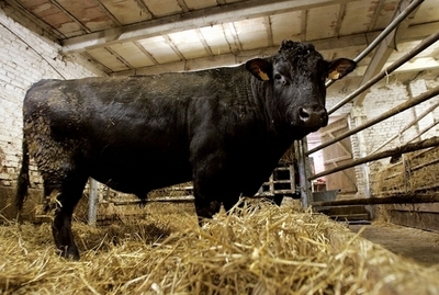 宮崎県、牛1頭に口蹄疫感染の疑い 競り中止に