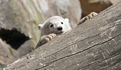 人工飼育中のシロクマ「クヌート」、春の気温にも適応 - ドイツ