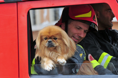 イタリア中部地震、震災を生き延びたイヌ