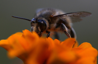 ディーゼル排気でミツバチの受粉媒介が困難に、研究