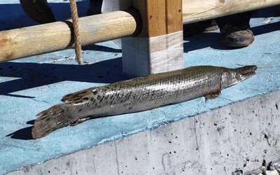 内モンゴルの黄河水域で外来侵入種のアリゲーターガーが初捕獲